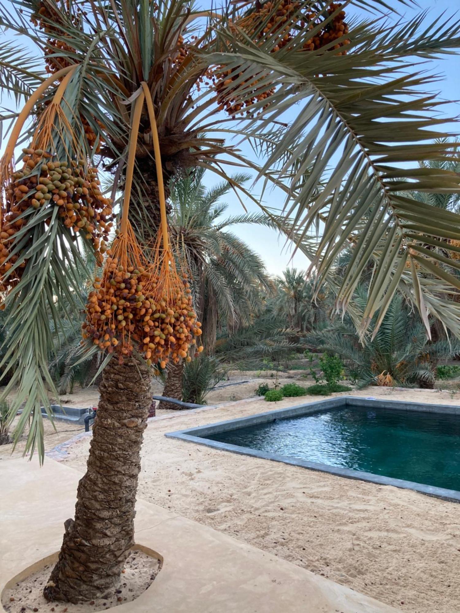 Villa Wafla à Siwa Oasis Extérieur photo